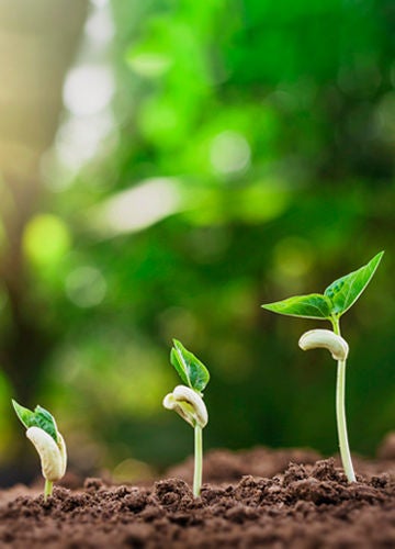 Tres plantas brotando de la tierra