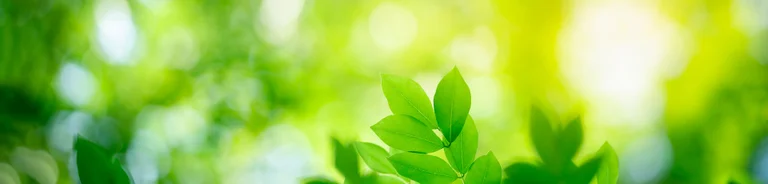 Imagen de hojas verdes con fondo difuminado