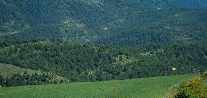 Enagás landmark in a green forest