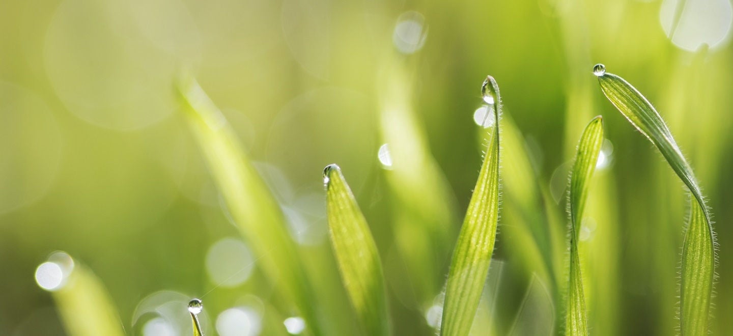 imagen de hojas con gotas