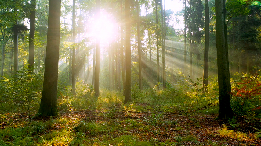 Sunlit trees in the forest 