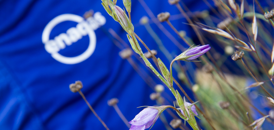 Purple plant with Enagás logo in the background