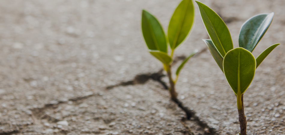 Plant sprouting from dry ground 