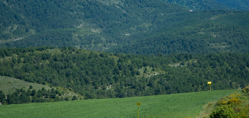 Enagás landmark in a green forest