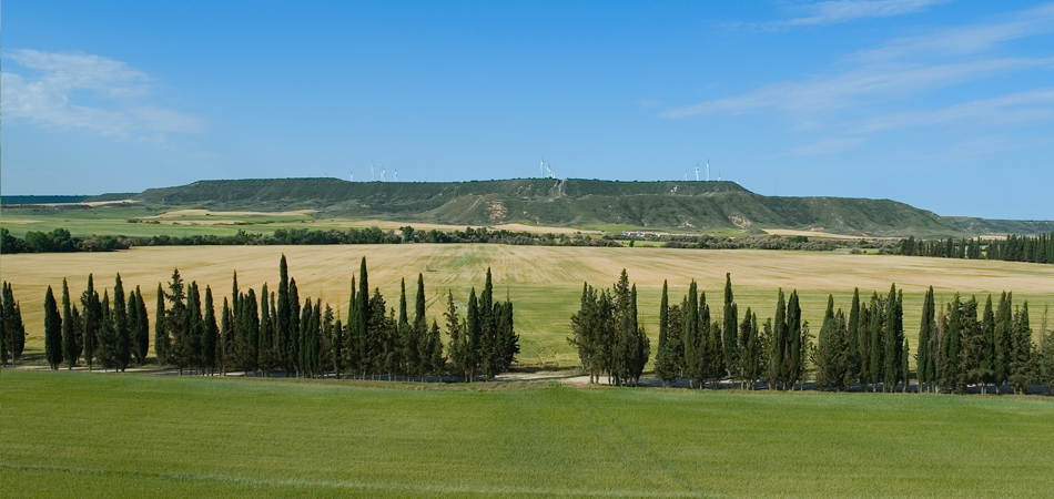 Landscape in green and yellow colors