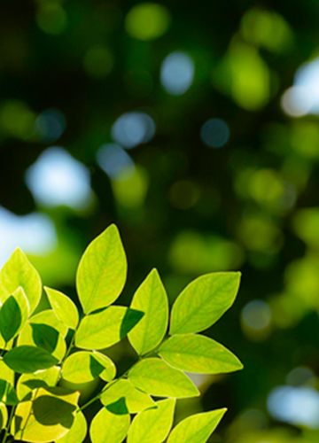 Green leaves on a blurred background of a landscape