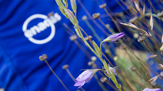 Purple plant with Enagás logo in the background