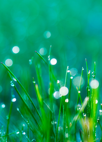 Fresh green plants