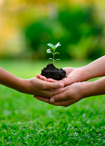 Hands holding a green plant