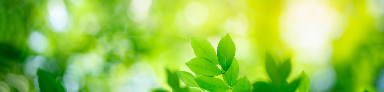 Up close photo of green leaves