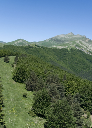 Green field in a mountain