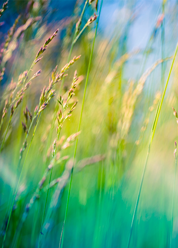 Green plants