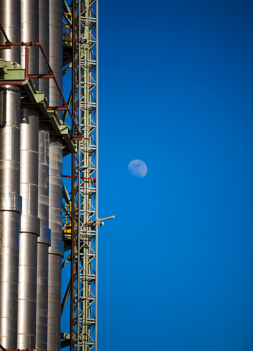 Part of a plant with blue sky and moon