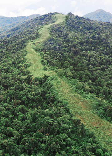 Mountain with green trees