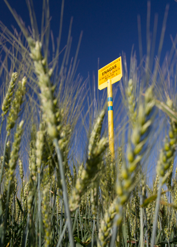 Logro histórico de Enagás en campo de espigas