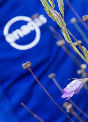 Purple plant with Enagás logo in the background